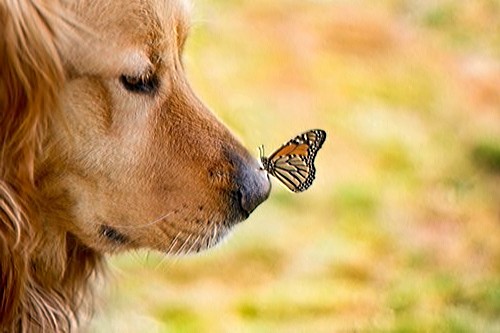 Holtkamp-Dog-Butterfly