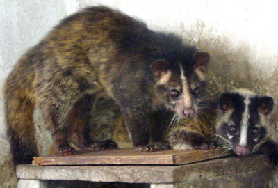 Civet cats lived under the Taylor house.