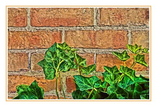 BYH Bricks & Ivy