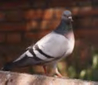 The pigeons of Academy Square