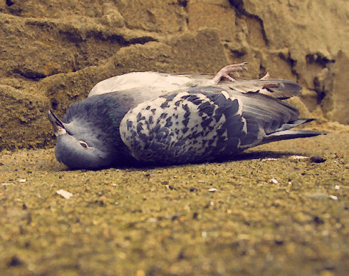 A Dead Pigeon