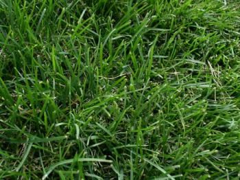 Haws Field BentRyeGrass